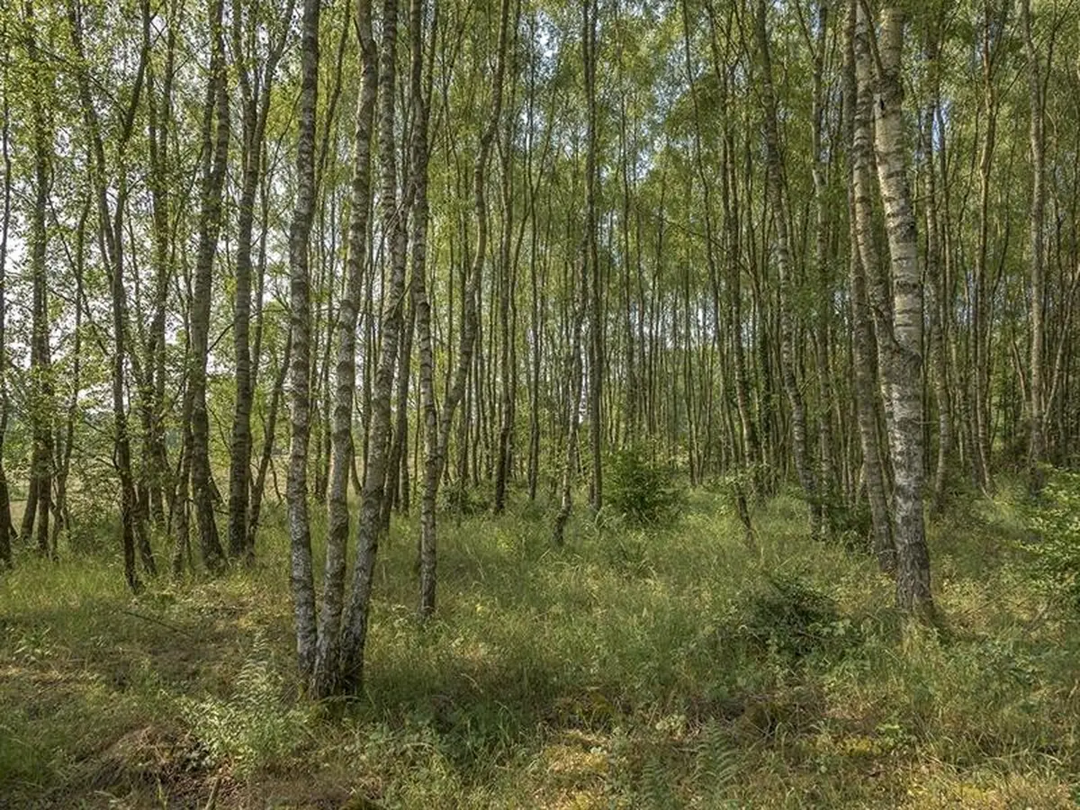 La nature en libre évolution à quoi ça sert ?