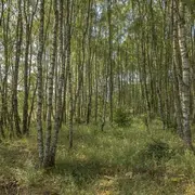 La nature en libre évolution à quoi ça sert ?