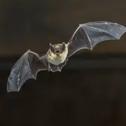 La nuit de la chauve-souris