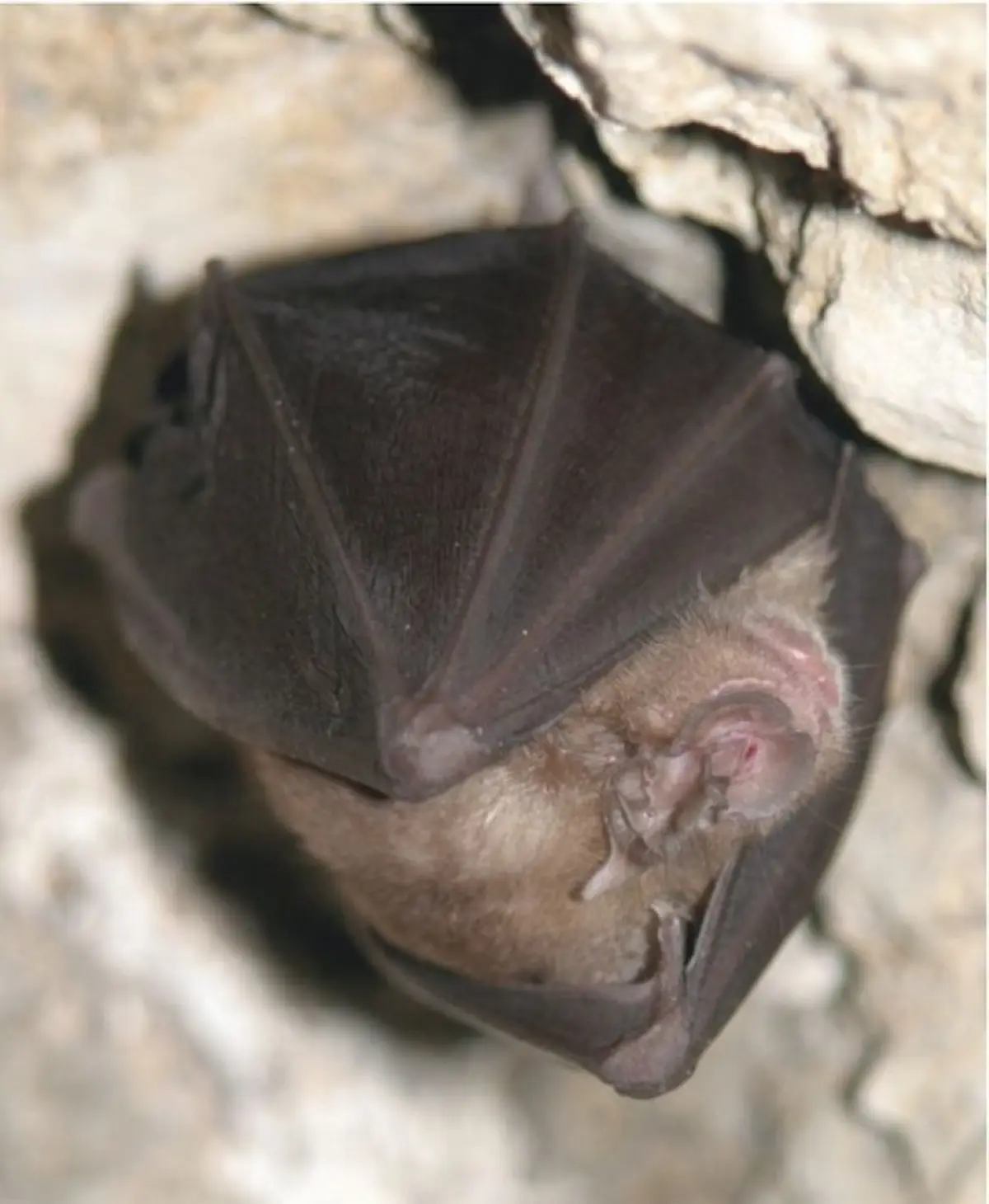 La nuit de la chauve-souris au Château d’Assier