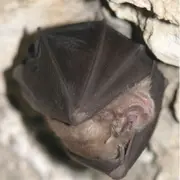 La nuit de la chauve-souris au Château d’Assier