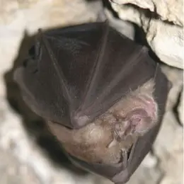 La nuit de la chauve-souris au Château d’Assier