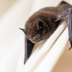 La nuit internationale de la chauve-souris