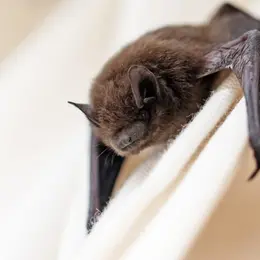 La nuit internationale de la chauve-souris