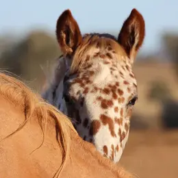 5 parcs où voir les animaux dans leur environnement naturel 