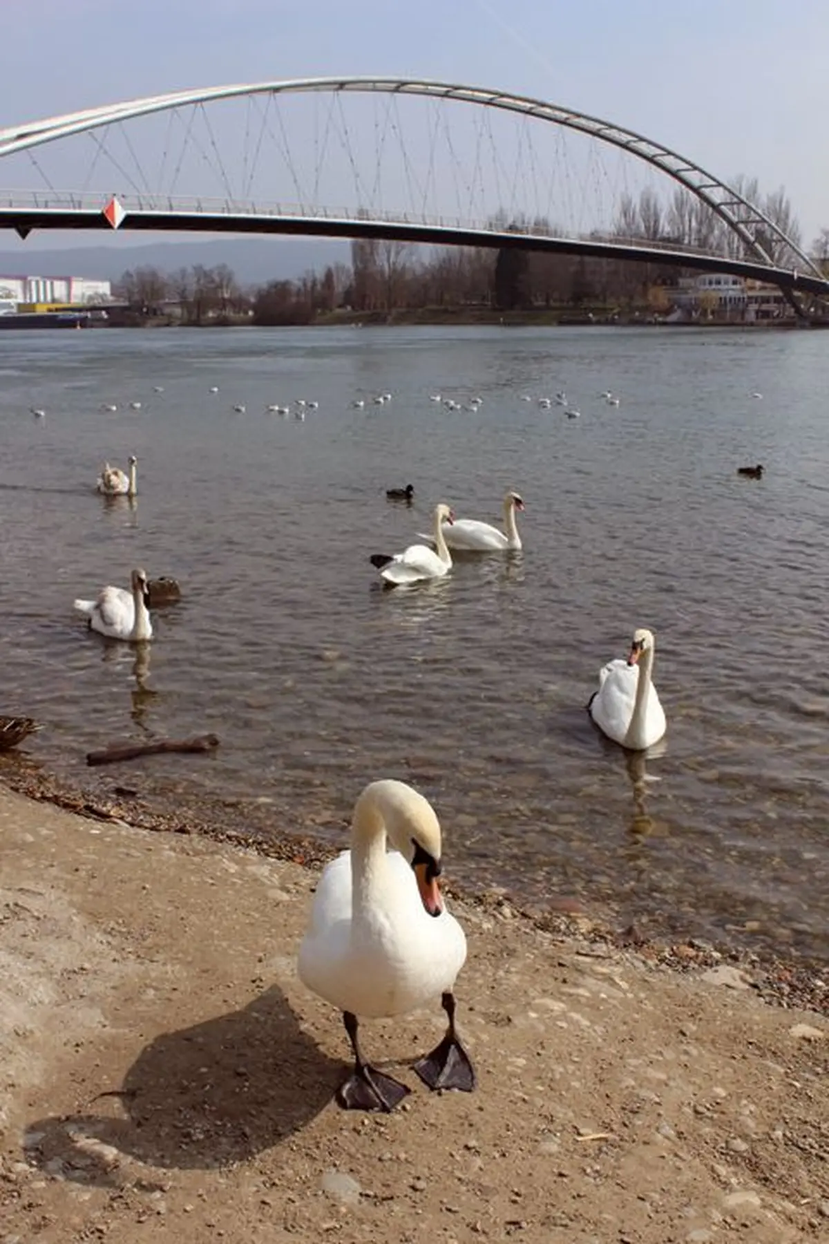 La passerelle des trois pays à Huningue
