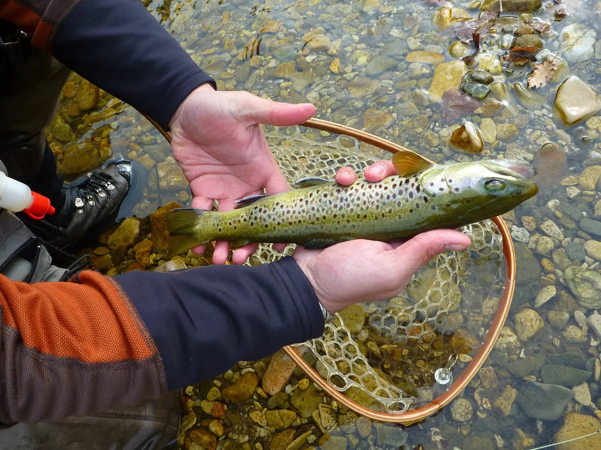 La Pêche Aux Leurres En Embarcation
