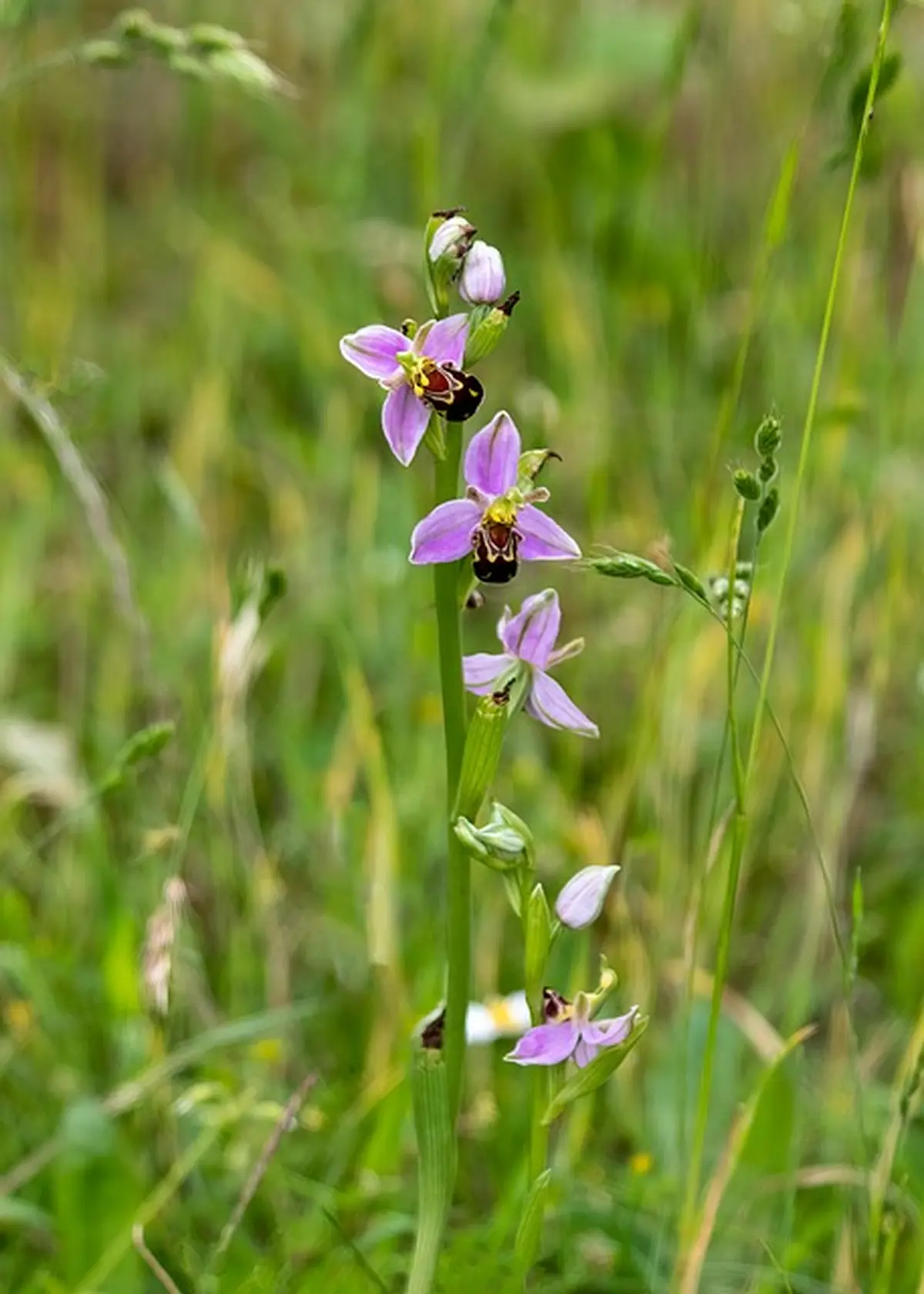 La pelouse des brebis et sa biodiversité