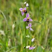 La pelouse des brebis et sa biodiversité