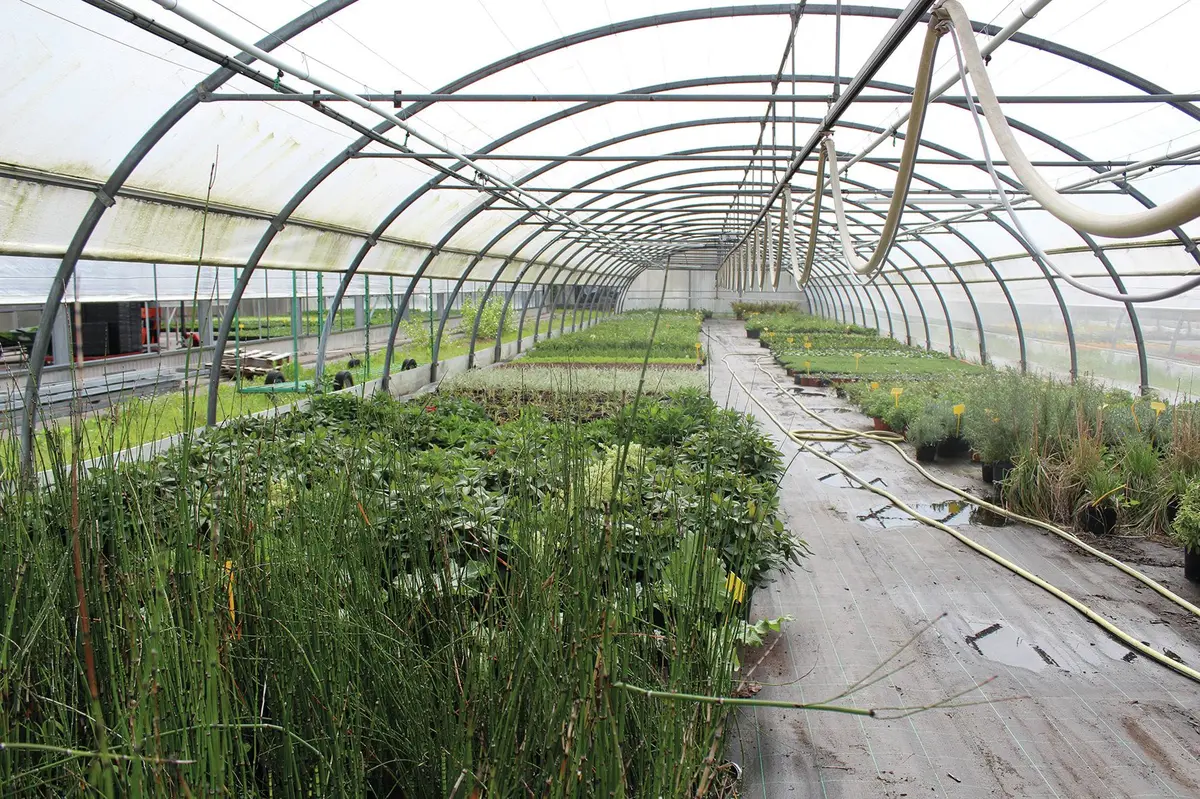 Un tunnel où sont cultivées les vivaces 