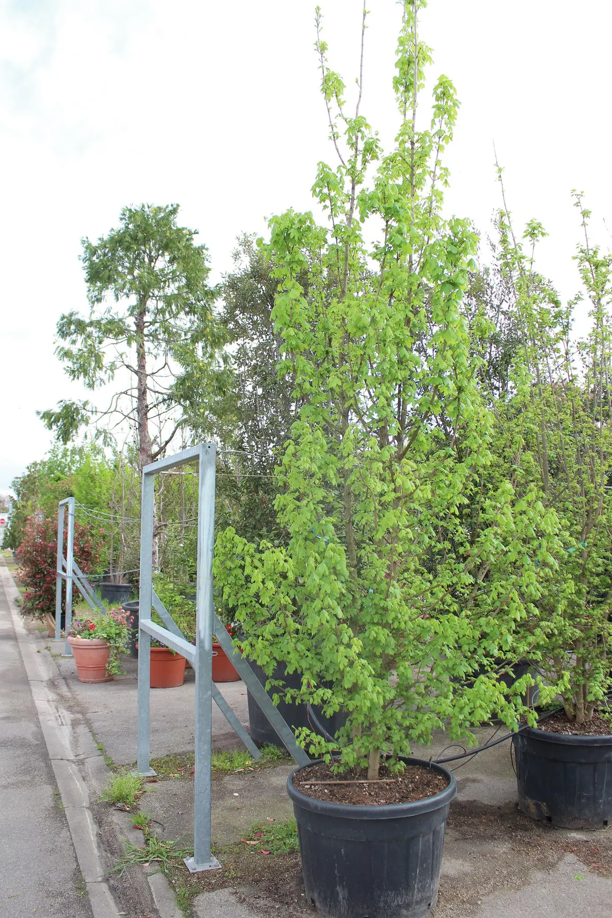 La pépinière de Mulhouse