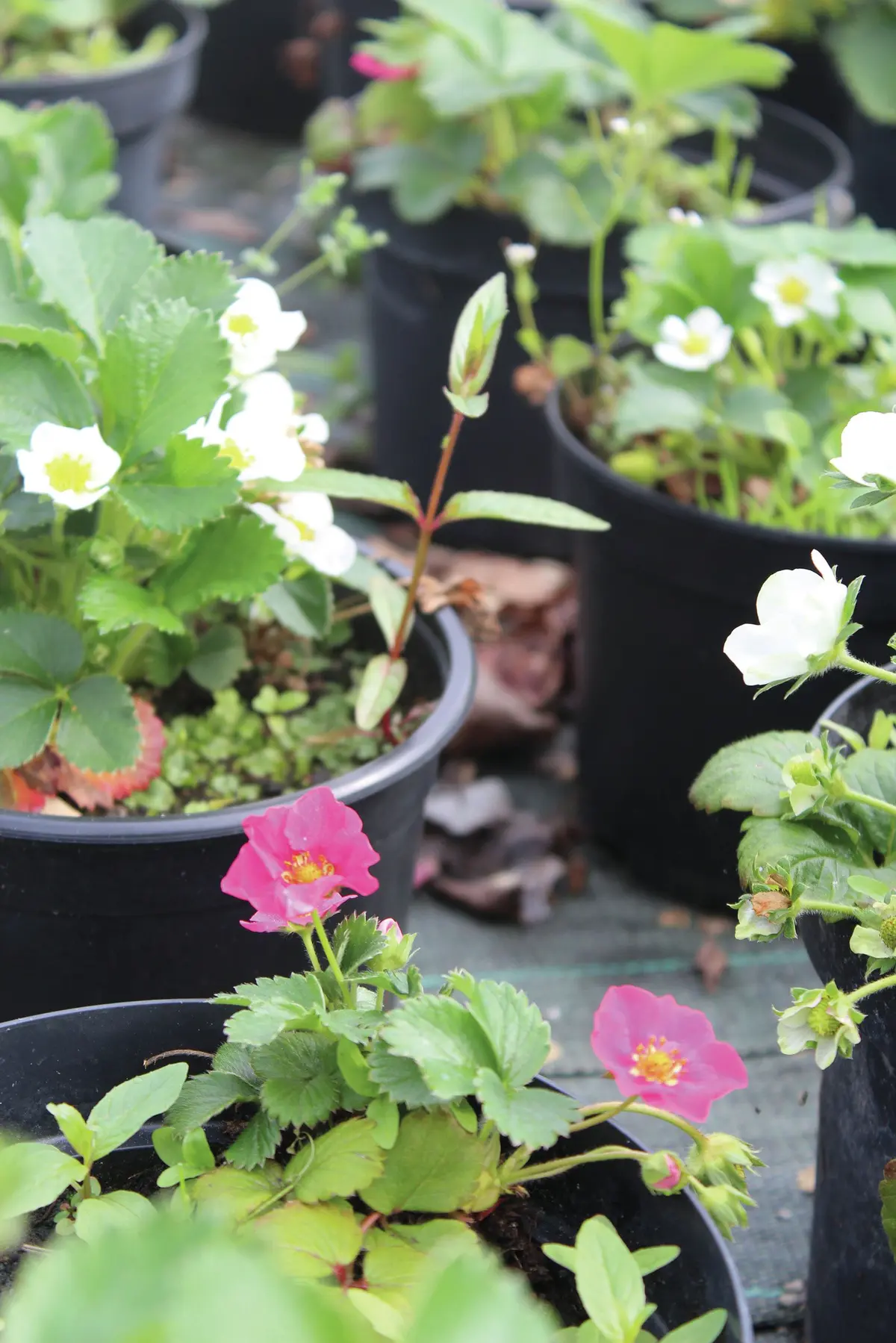 La pépinière de Mulhouse