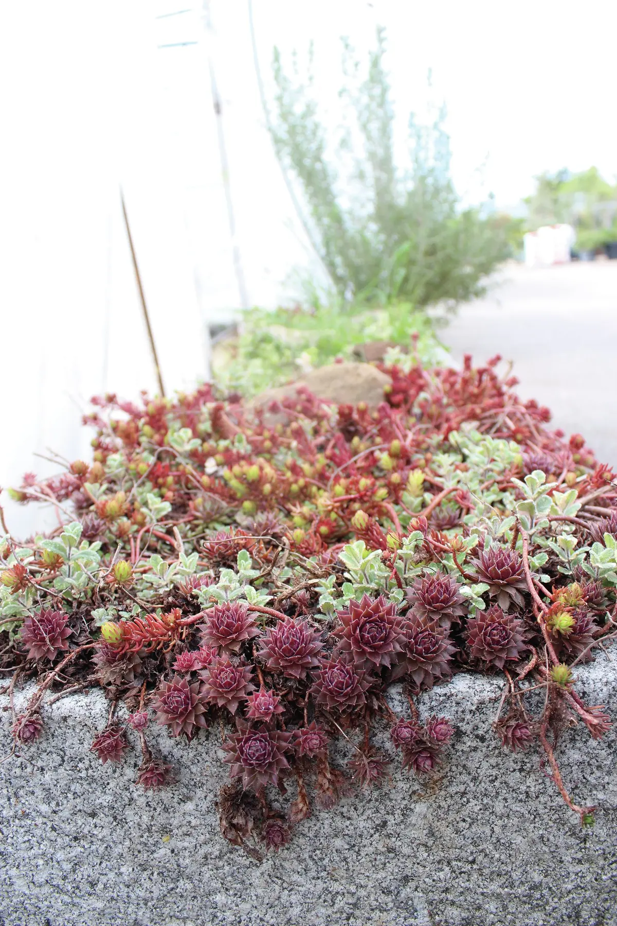 La pépinière de Mulhouse