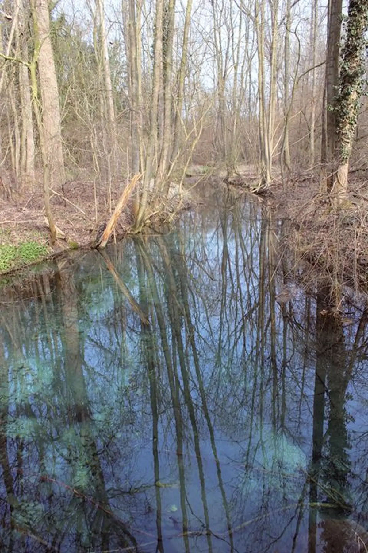 La Petite Camargue alsacienne