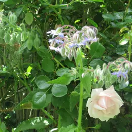 La Petite Fête de la Rose