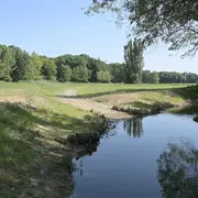 La Petite Mosson Dans La Prairie