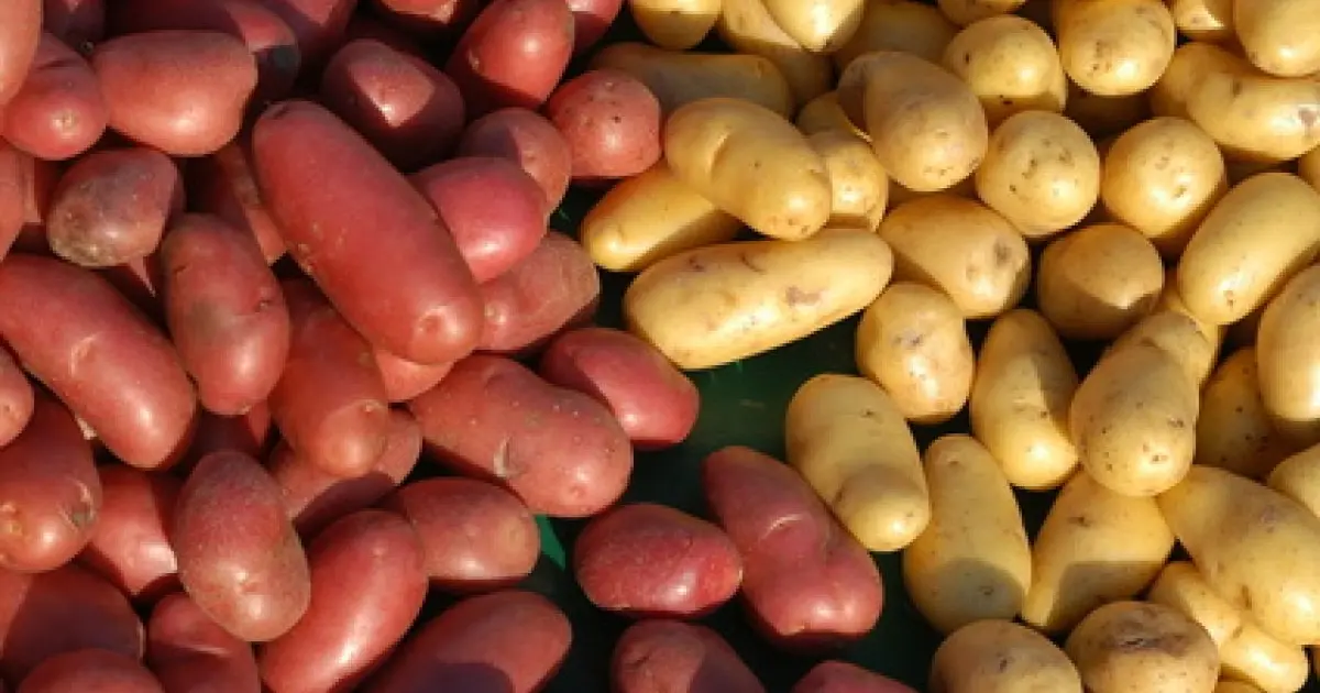 Les différentes variétés de pomme de terre