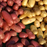 La pomme de terre : les différentes variétés