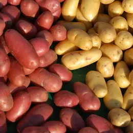 La pomme de terre : les différentes variétés