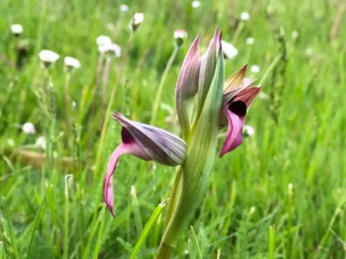 La prairie aux mille Sérapias langue