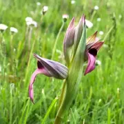 La prairie aux mille Sérapias langue