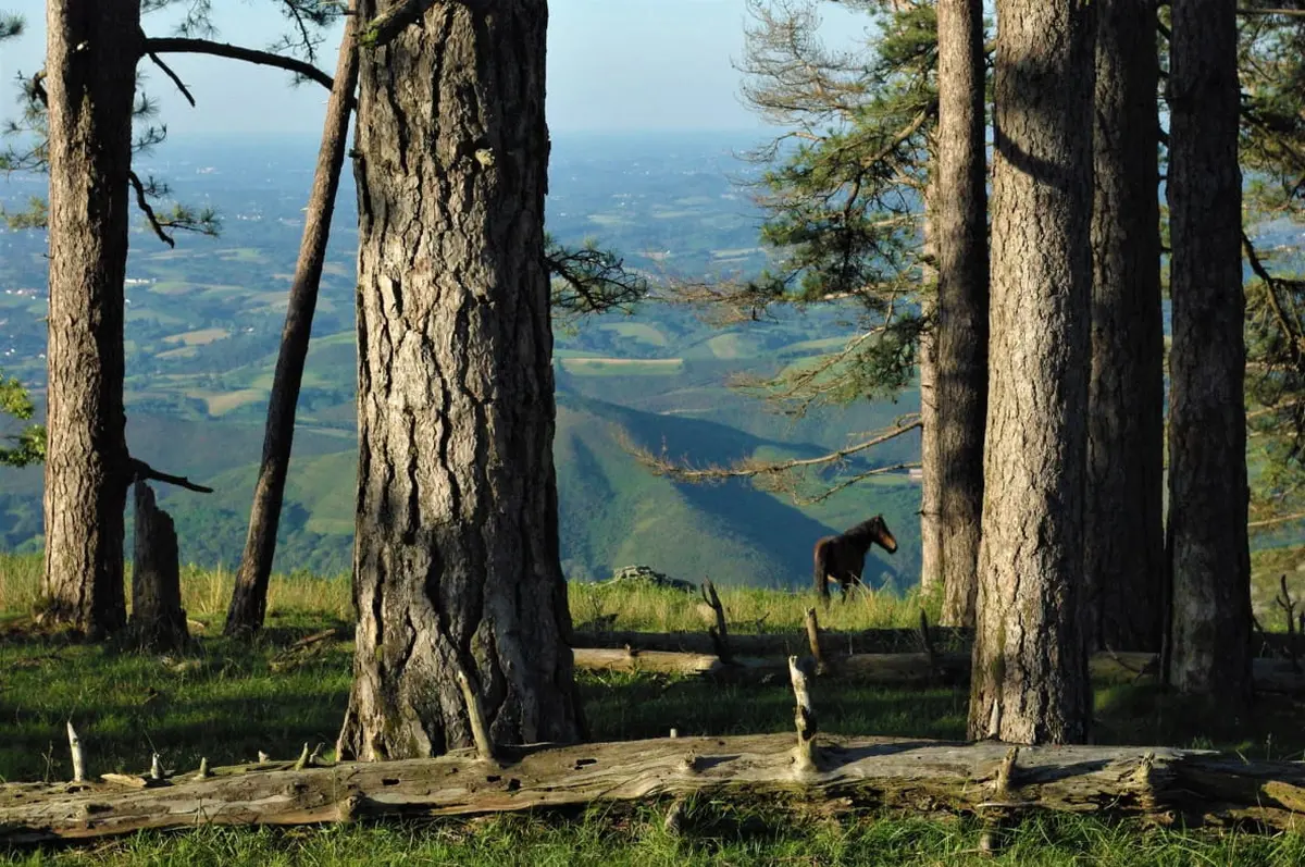 La présentation d’un livret sur les bûcherons italiens en forêt d’Iraty