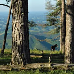 La présentation d’un livret sur les bûcherons italiens en forêt d’Iraty