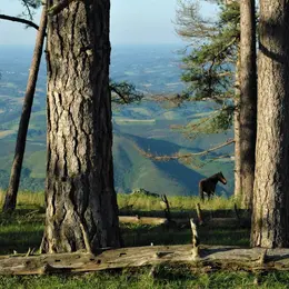 La présentation d’un livret sur les bûcherons italiens en forêt d’Iraty