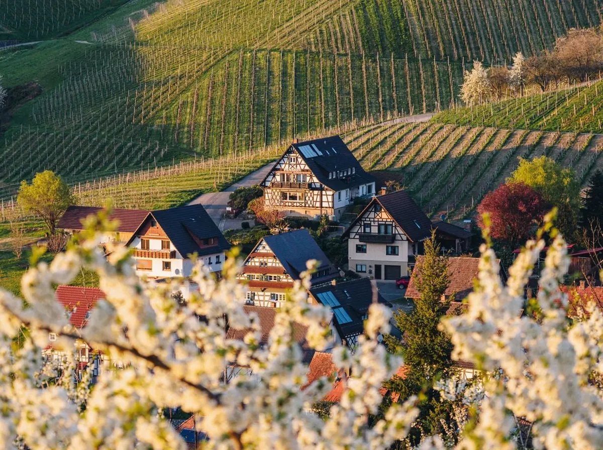 Kirschblüte Sasbachwalden