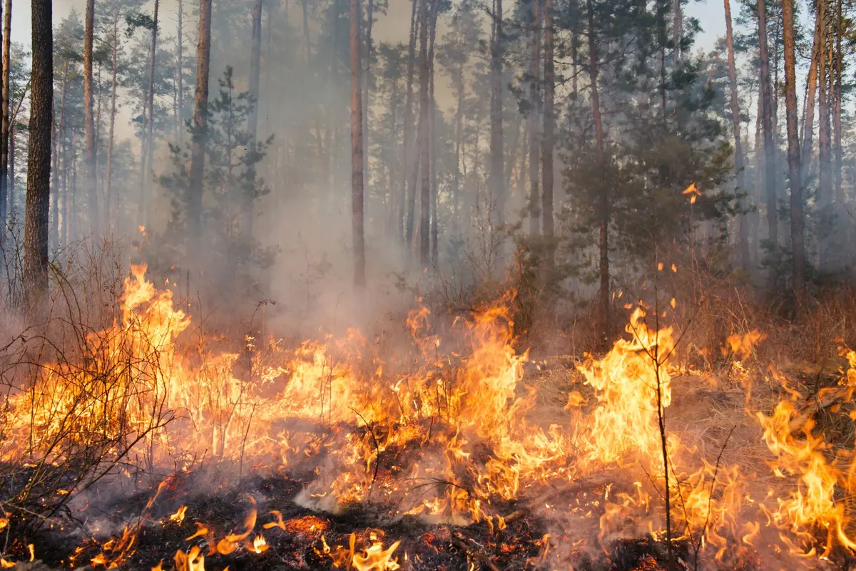 La Région Sud mobilisée contre les feux de forêt : soutien aux territoires et reconstruction