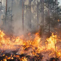 La Région Sud mobilisée contre les feux de forêt : soutien aux territoires et reconstruction