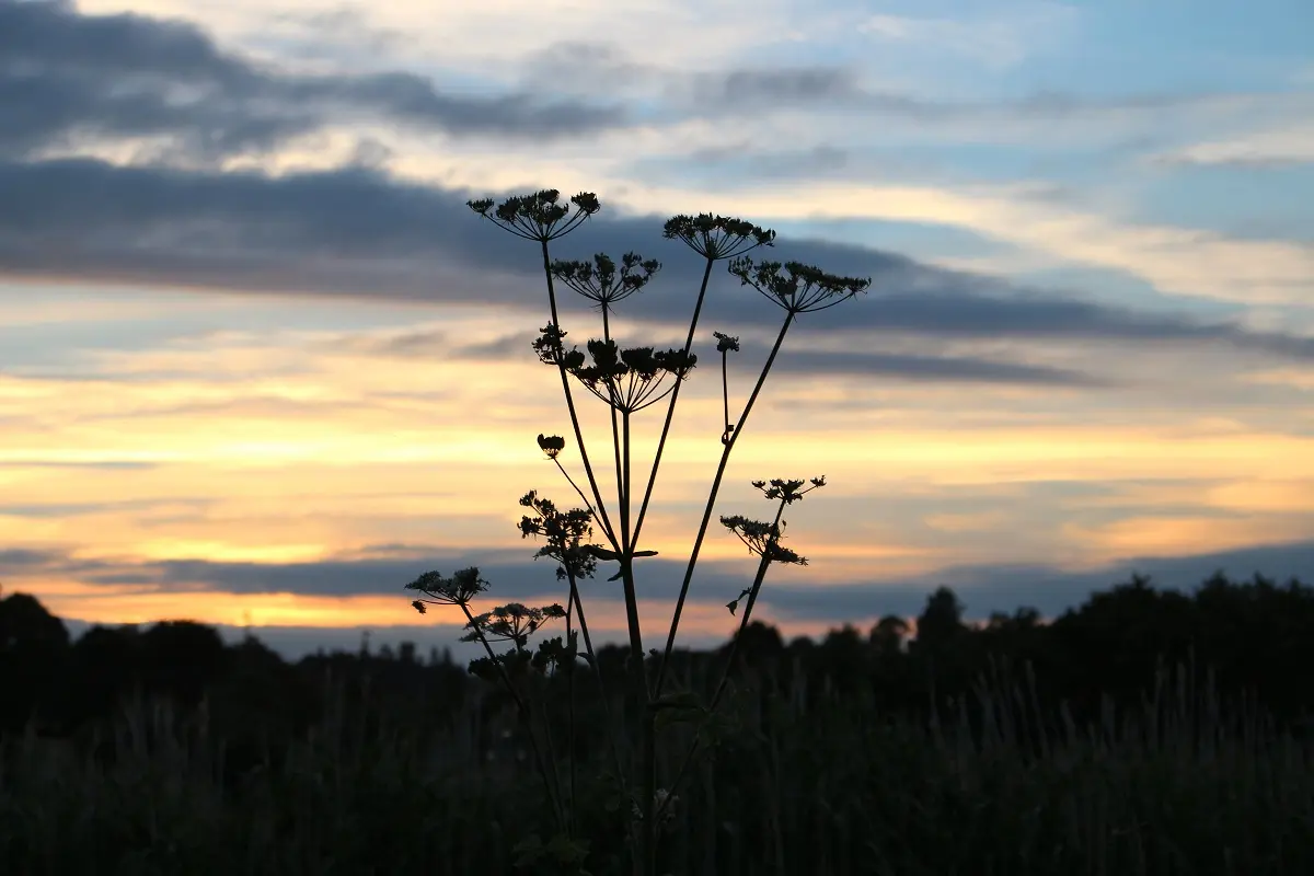 La Réserve au crépuscule