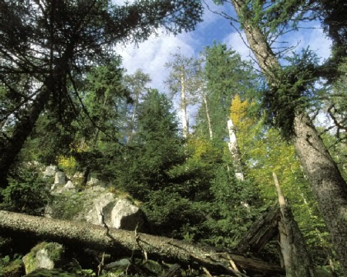 La réserve de Frankenthal-Missheimle 