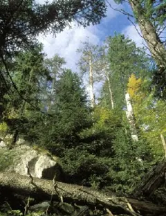 La réserve de Frankenthal-Missheimle