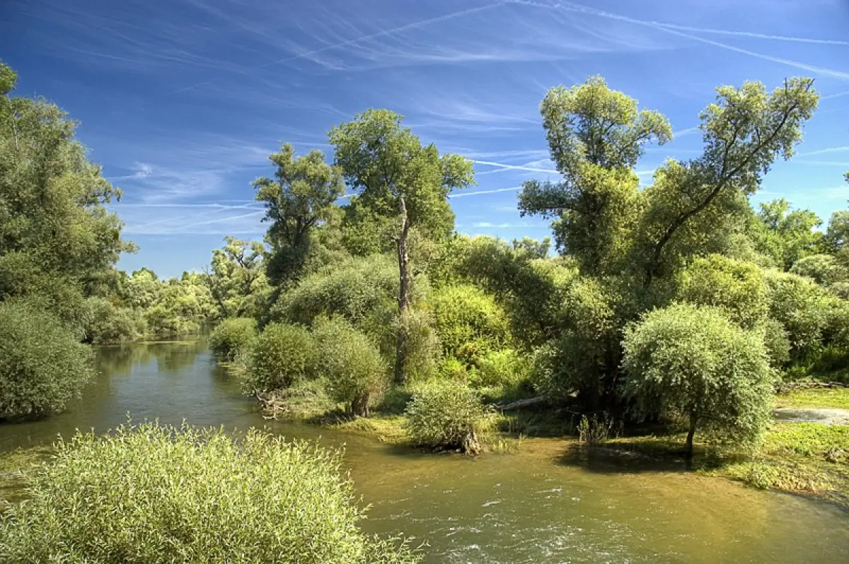 La réserve naturelle du Delta de la Sauer possède des aspects de mangrove équatoriale