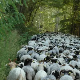 La Route de la Transhumance