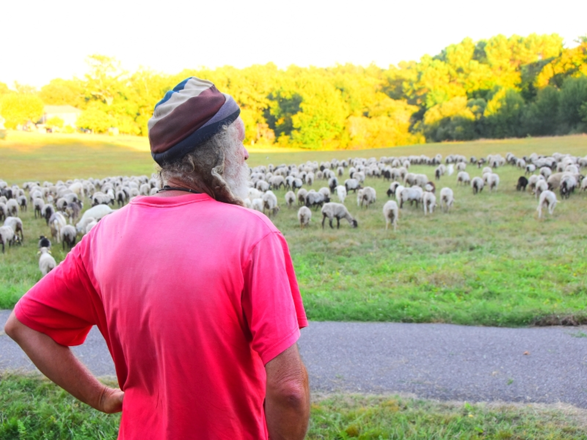 La route de la transhumance passe par Lartigue