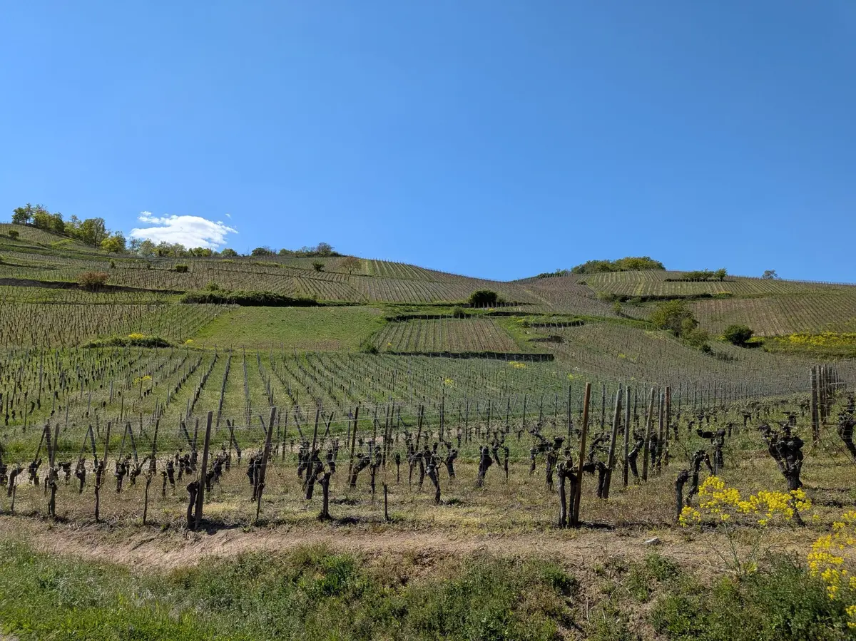 Vue sur les vignes depuis le bus Kut'zig.