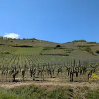 Vue sur les vignes depuis le bus Kut'zig. &copy; MB
