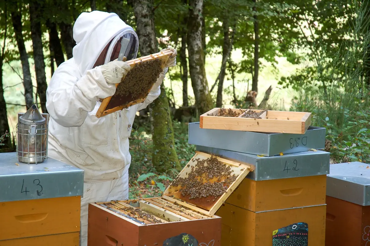 La ruche, les abeilles et l'apiculture - Château en fête