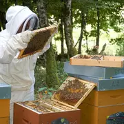 La ruche, les abeilles et l'apiculture - Château en fête