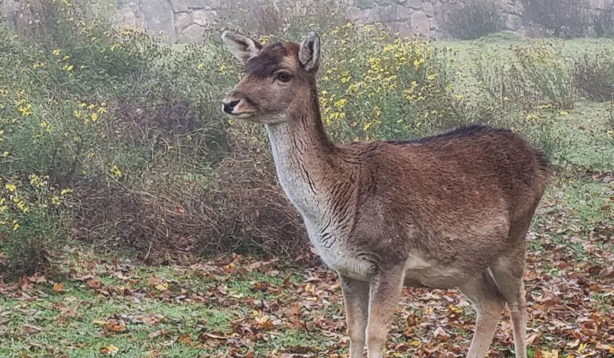 La saison 2026 de Cigoland : ouverture en mars et nouveautés de l'année