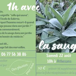 La sauge - Atelier Des plantes pour nous