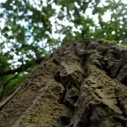 La Seconde Vie D’un Arbre