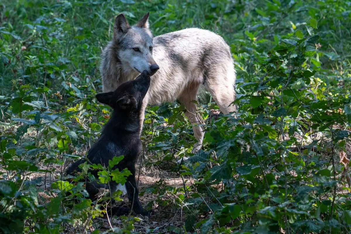 La Semaine du Loup à l'Espace Rambouillet de Sonchamp