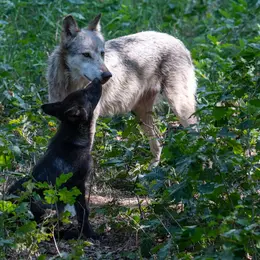 La Semaine du Loup à l'Espace Rambouillet de Sonchamp