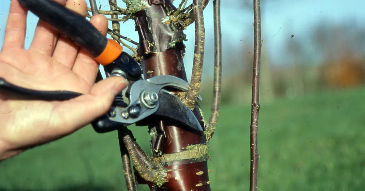 La taille de formation des arbres d'ornement