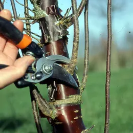 La taille de formation des arbres d'ornement