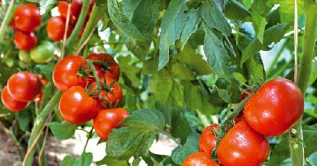 Tomate : culture, plantation, entretien, récolte - Terre Vivante