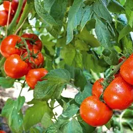 La tomate : simple à cultiver